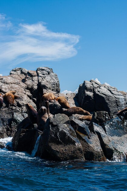 Zeereizen Zeeleeuwen op de roekenkolonie