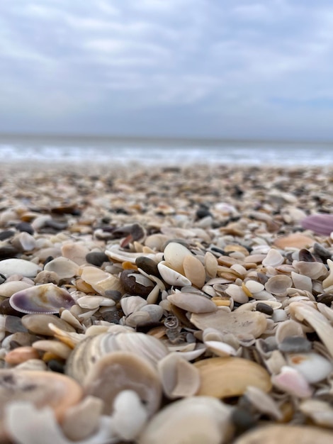 Zeeschelp aan de kust Villa Gesell Argentinië