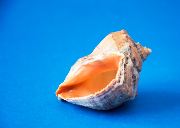 Zeeschelp geïsoleerd op een blauwe achtergrond Sea Snail Shell