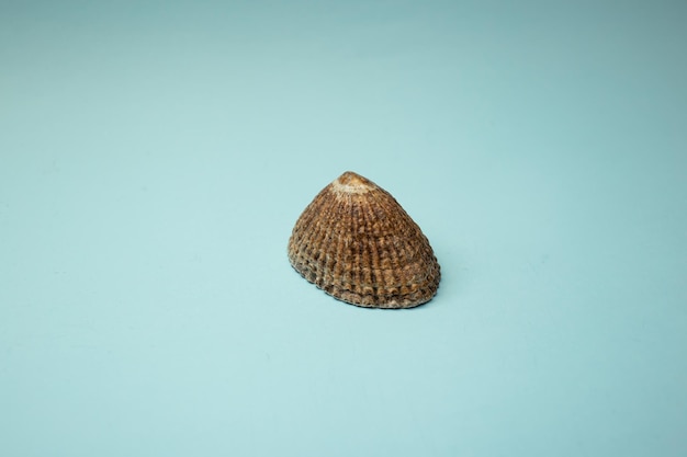 Zeeschelp ligt op een blauwe achtergrond