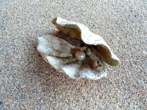 Zeeschelp met een parel op een strandzand