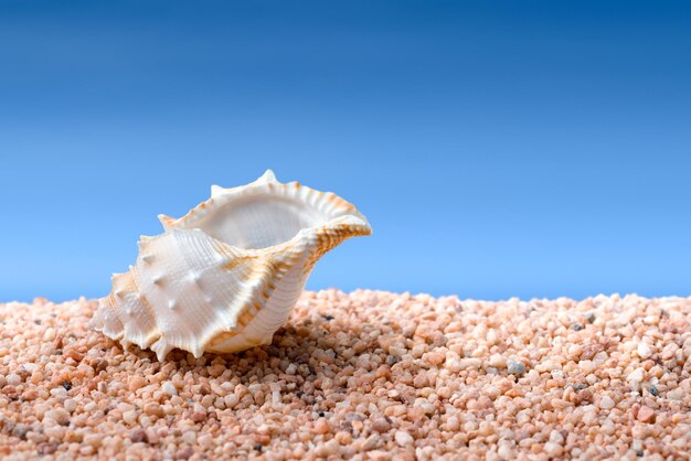 Zeeschelp op een strand