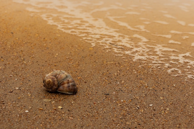 Zeeschelp op het strand