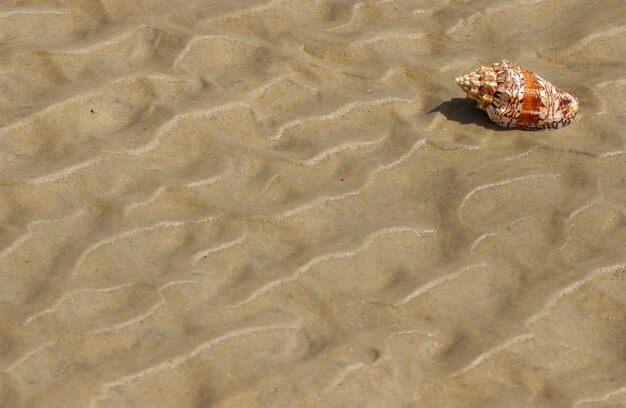 Zeeschelp op het strandzand als achtergrond.