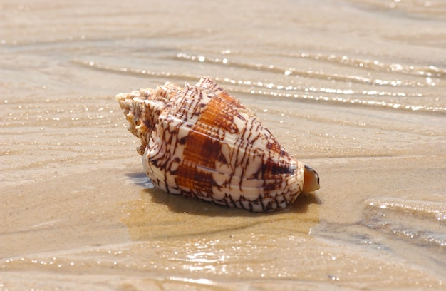 Zeeschelp op het strandzand als achtergrond.