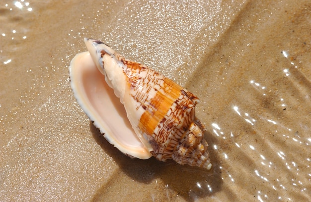 Zeeschelp op het strandzand als achtergrond.