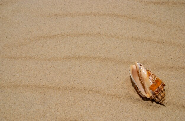 Zeeschelp op het strandzand als achtergrond.