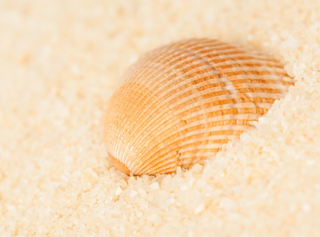 Zeeschelp op het zand op een onscherpe achtergrond, close-up