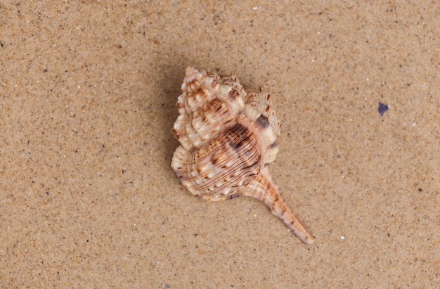 Zeeschelp op het zand. Strandrust Concept