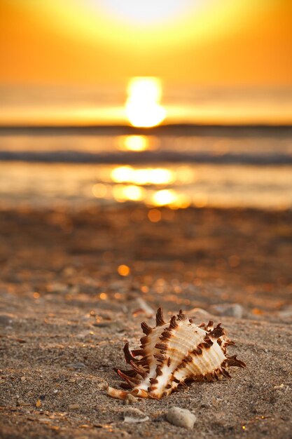 Zeeschelp op het zand