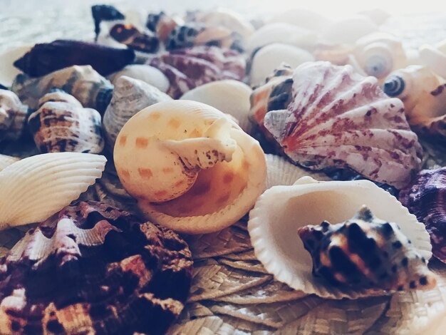 Foto zeeschelpen als zomer kust achtergrond natuur en reisconcept