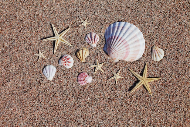 Zeeschelpen en zeesterren op het strand. Vakantie zee