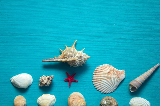 Zeeschelpen op blauwe houten achtergrond