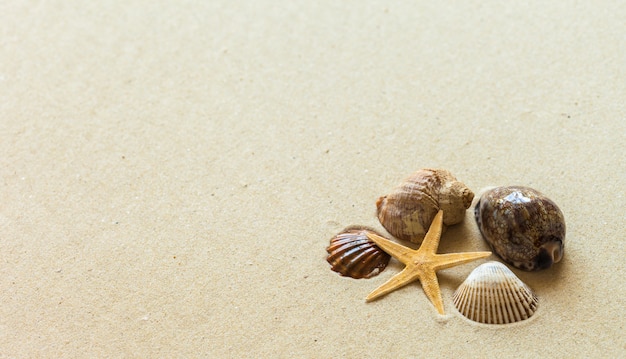 Zeeschelpen op het strandzand