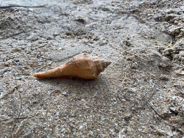 Zeeschelpen op het zand op het strand in verschillende vormen