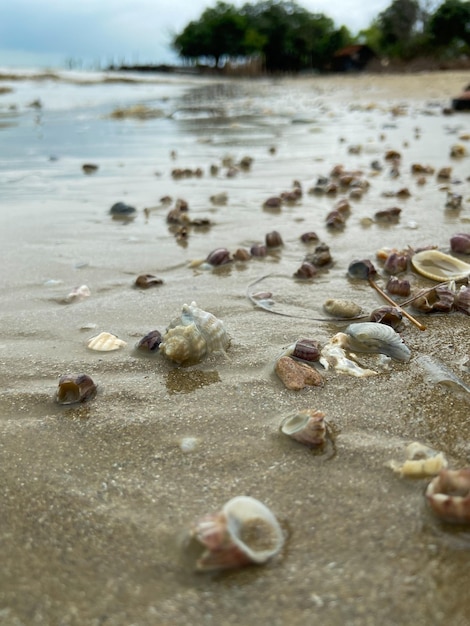 Zeeschelpen op het zand op het strand in verschillende vormen