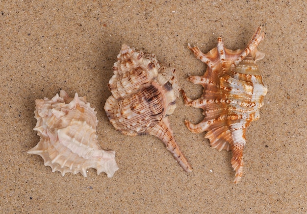 Zeeschelpen op het zand. Strandrust Concept