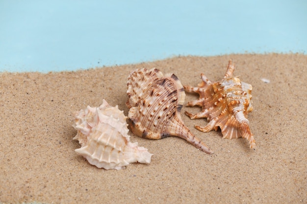 Zeeschelpen op het zand. Strandrust Concept