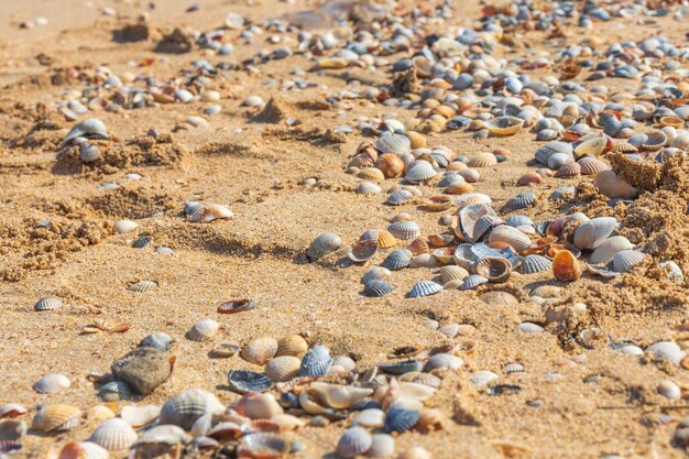 Zeeschelpen op zand Zomer strand achtergrond Bovenaanzicht