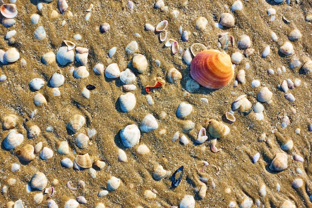 Zeeschelpen op zandstrand in Rimini, Italië