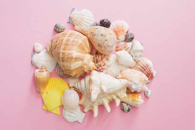 Zeeschelpen symbool van de zomervakantie op het strand op een roze achtergrond. Bovenaanzicht.