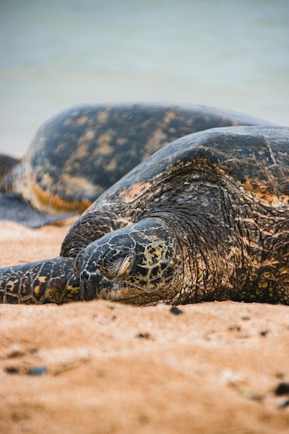 Zeeschildpad die op het zand legt