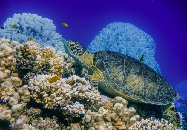 Zeeschildpad ligt op koralen van het rif in blauw water in Egypte.