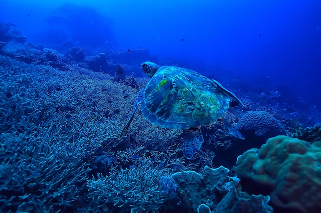 zeeschildpad onderwater / exotische natuur zeedier onderwaterschildpad