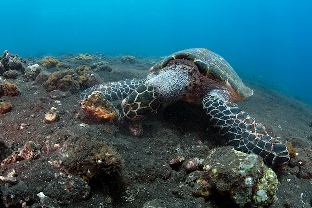 Foto zeeschildpad zeeleven van bali indonesië