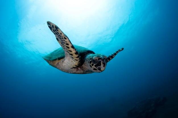 Foto zeeschildpad zeeleven van bali indonesië