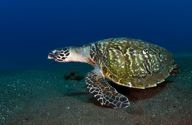 Zeeschildpad zwemt langs koraalriffen onderwaterwereld van bali