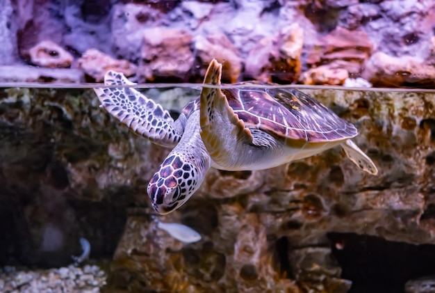 Zeeschildpad zwemt onder water