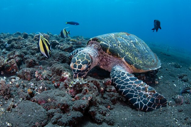 Foto zeeschildpadden onderwaterwereld van bali indonesië