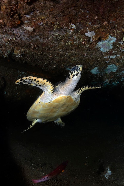 Foto zeeschildpadden onderwaterwereld van bali indonesië