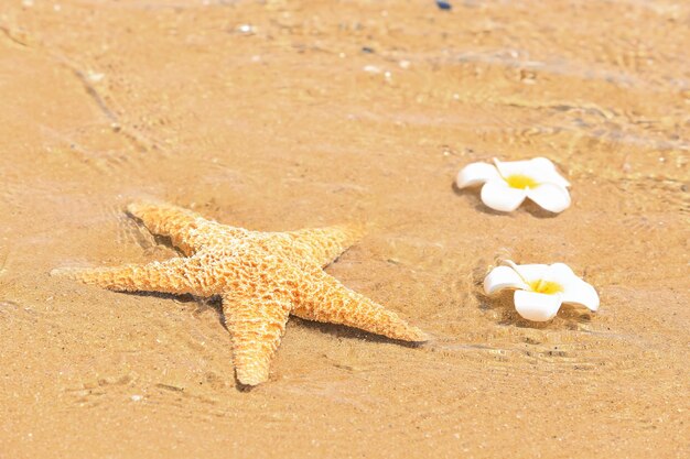 Zeester en tropische bloemen op zee Vakantie concept