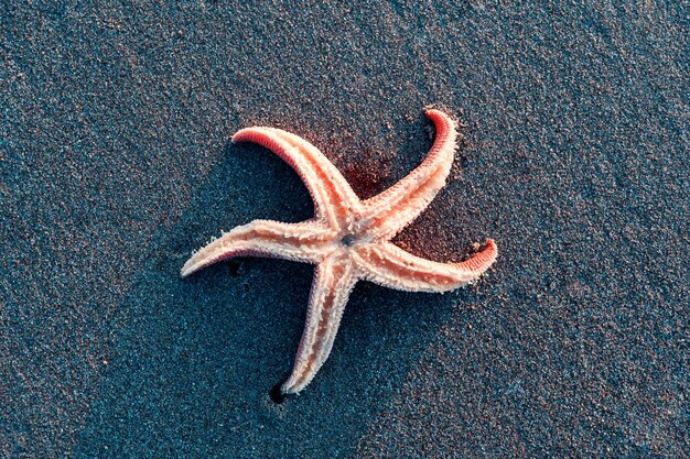 Zeester in het zand op het strand bij zonsondergangclose-up