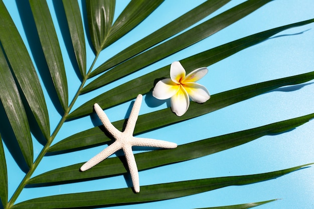 Foto zeester met plumeria of frangipanibloem op tropische palmbladen op blauw