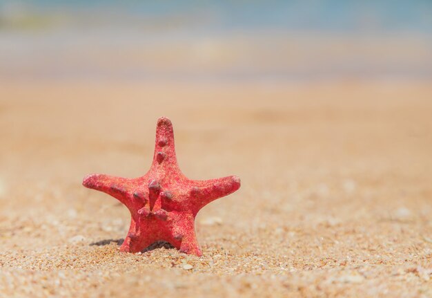 Zeester op het strand op het zand. selectieve aandacht.