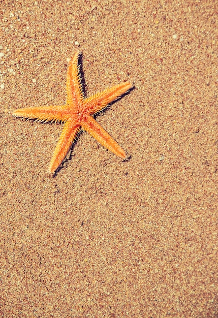 Zeester op het strand op het zand