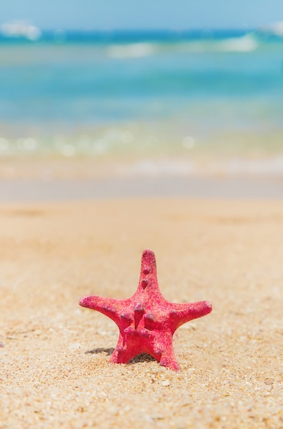 Zeester op het strand op het zand