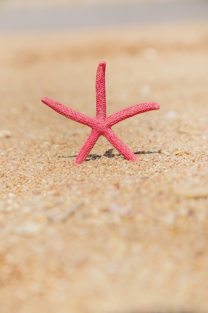 Zeester op het strand op het zand