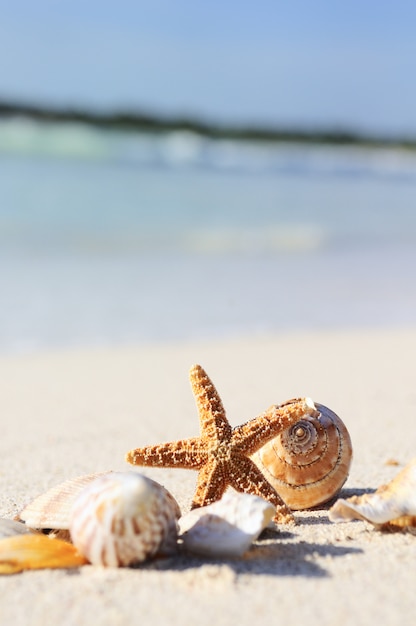 Zeester op het strand