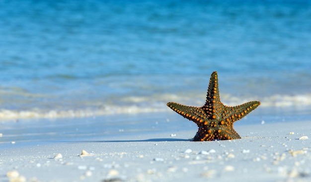 Zeester op het strand