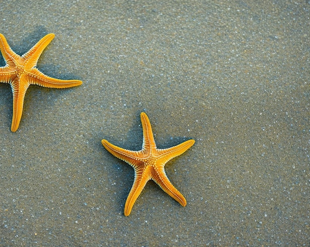 Foto zeester op het strand