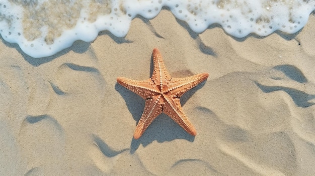 zeester op zandstrand