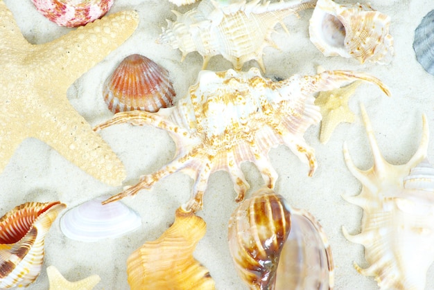 Zeesterren en schelpen op het strand