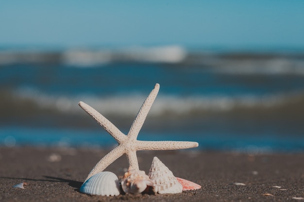 Zeesterren en schelpen op het zandstrand