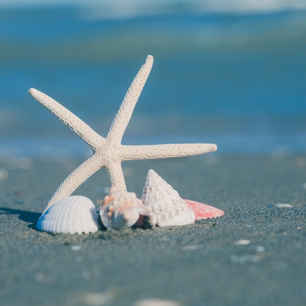 Zeesterren en schelpen op het zandstrand