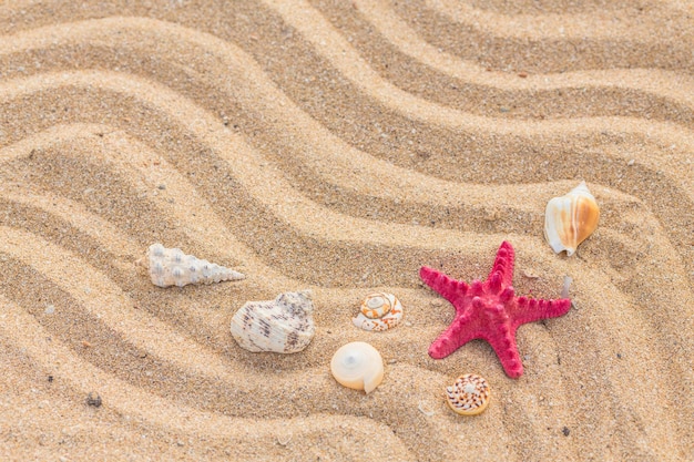 Zeesterren en zwaaien op het zandstrand