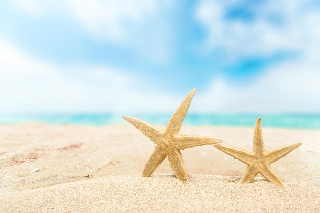 Zeesterren op zand, vergrote weergave